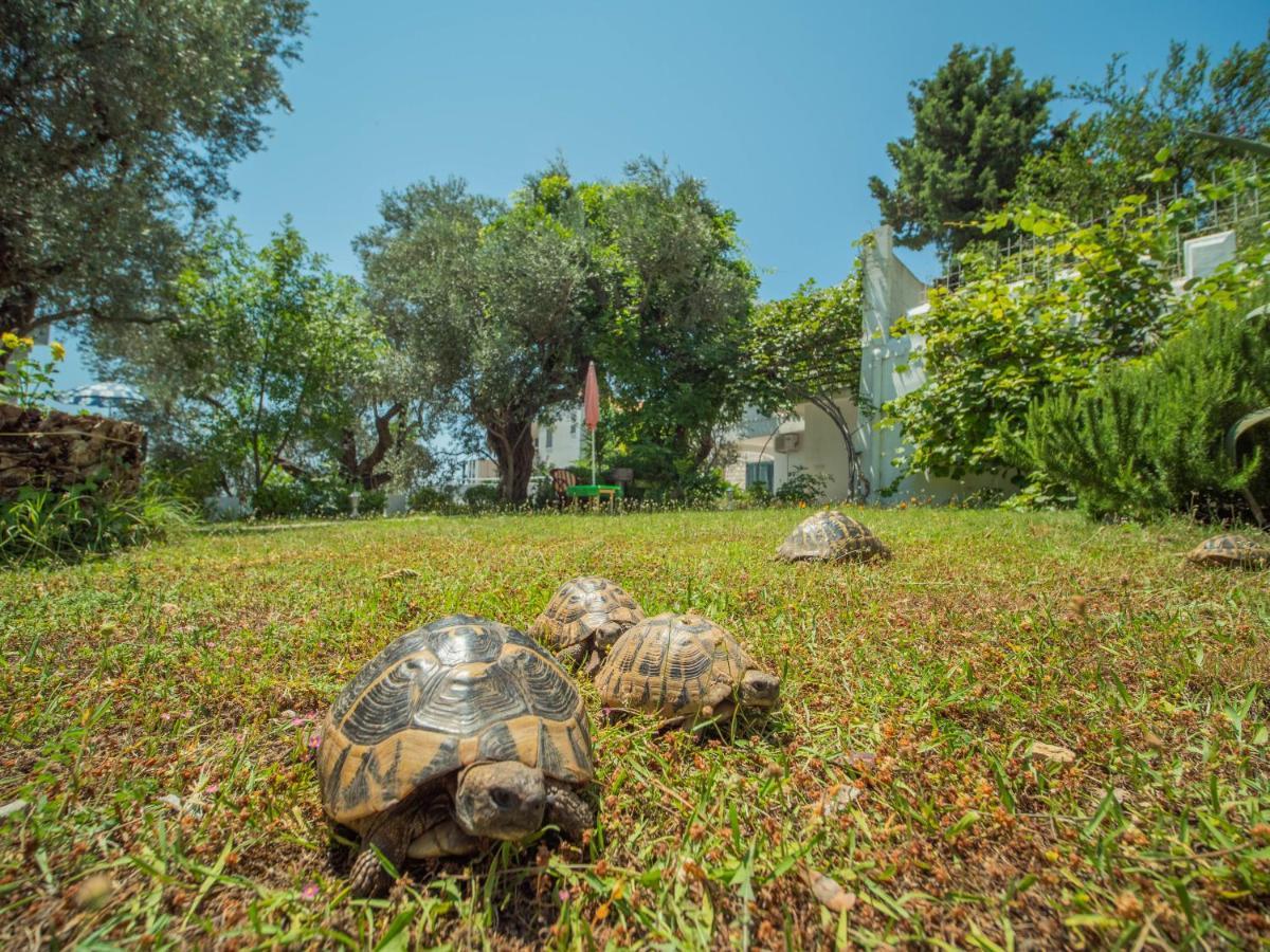 Villa The Turtles Garden à Bečići Extérieur photo